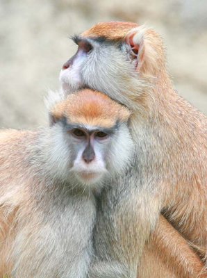 Patas Monkey