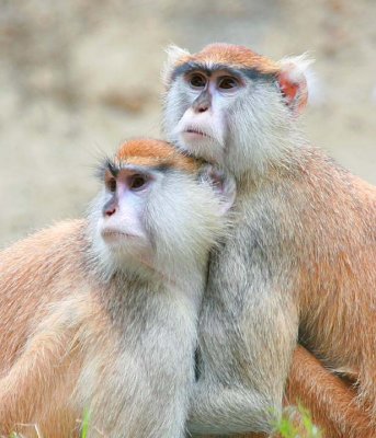 Patas Monkey