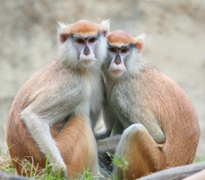 Patas Monkey