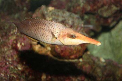 Bird Wrasse (female)