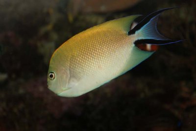 Blackspot Angelfish (female)