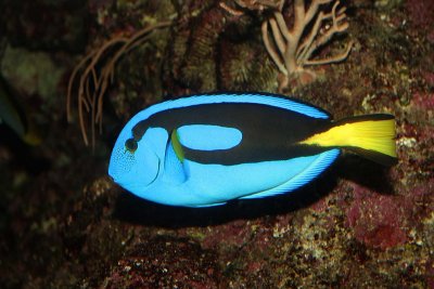 (Pacific) Blue Tang