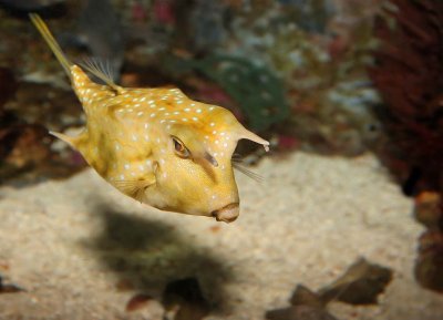 Longhorn Cowfish