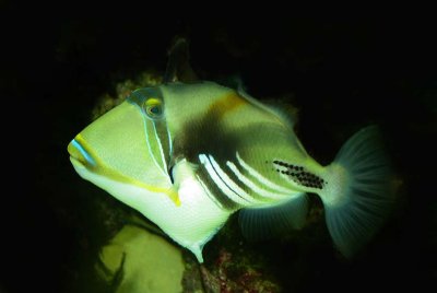 Triggerfishes