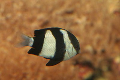 Striped Damselfish