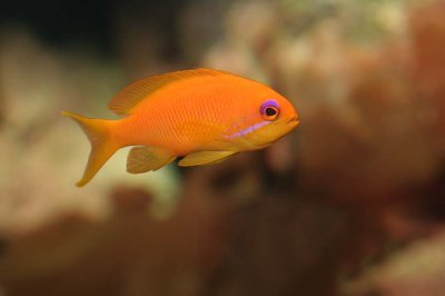 (Indo) Lyretail Anthias (female)