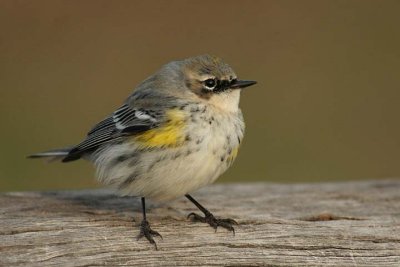 Yellow-rumped Warbler