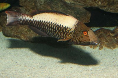 Bicolor Parrotfish (female)