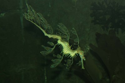 Leafy Sea-Dragon