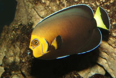 Conspicuous Angelfish