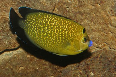 Goldflake Angelfish