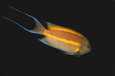 Ornate Angelfish (male)