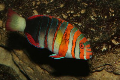 Harlequin Tuskfish