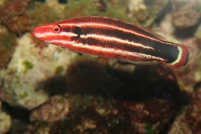 (Pacific) Redstripe Hogfish