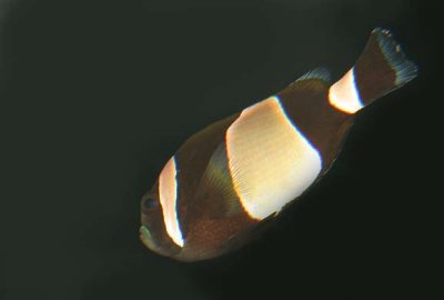 Wideband anemonefish