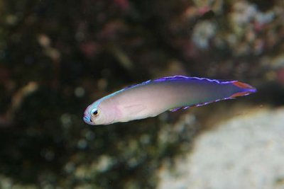 Purple Dartfish