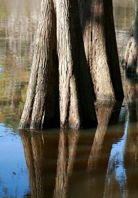 Bald Cypress Trees