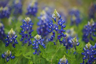 Blue Bonnet - The Texas State Flower