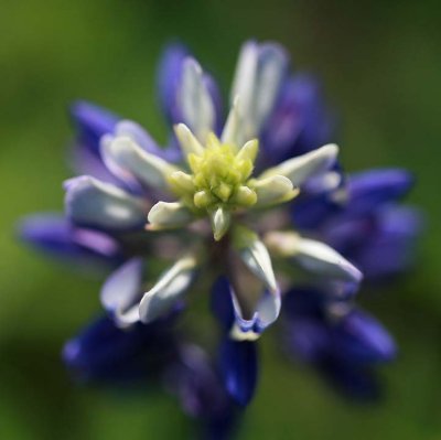 Blue Bonnet - The Texas State Flower