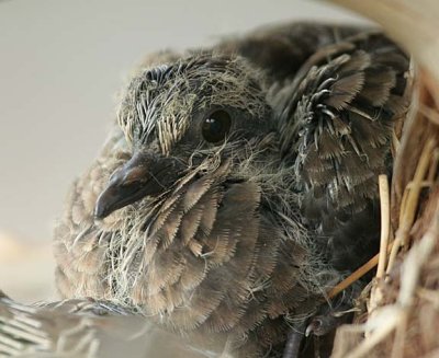 Baby Mourning Dove in the nest