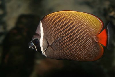 Pakistan Butterflyfish