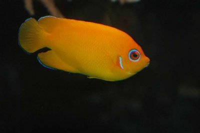 Lemonpeel Angelfish