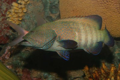 Bluespotted Grouper