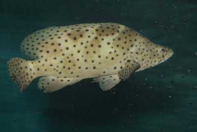 Panther Grouper