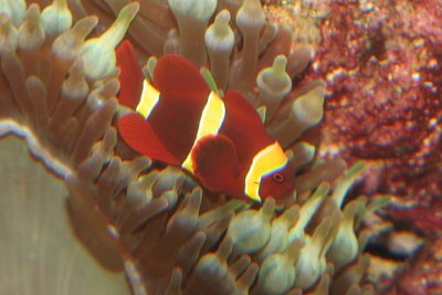 Maroon Anemonefish