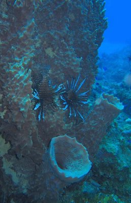 Volitans Lionfish on Giant Barrel Sponge