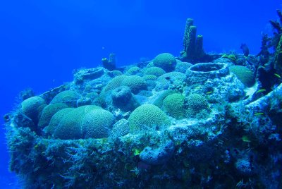 Brain Coral on the Wreck