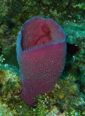 Brittle Starfish in Sponge