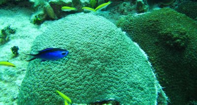 Blue Chromis & Coral