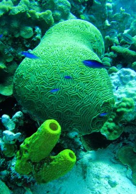 Brain Coral & Yellow Tube Sponge