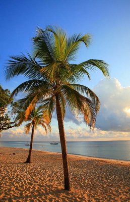 Coconut Trees on the Beach