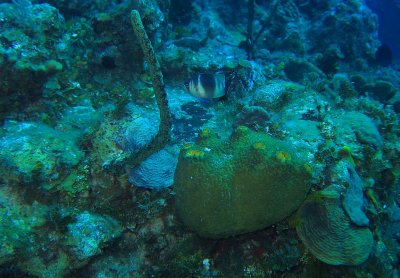 OldFortBay_sponge_fish_0122m.jpg