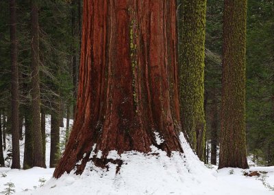 Tuolumne Grove Sequoia