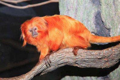 GoldenLionTamarins_8282.jpg