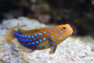 Blue-spotted Jawfish