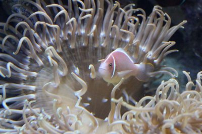 Pink Skunk Clownfish