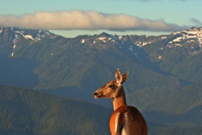 Deer on the tippy-top