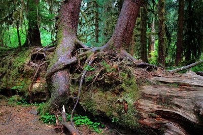 Nurse Log - A sign of healthy old growth rain forest