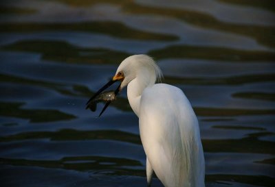 Snowy Egret - Catch of the Day