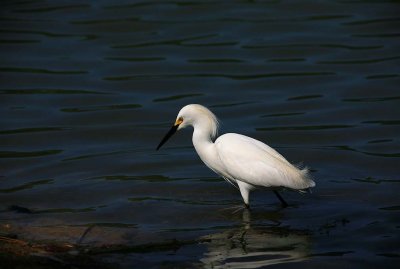 Snowy Egret - Stalking