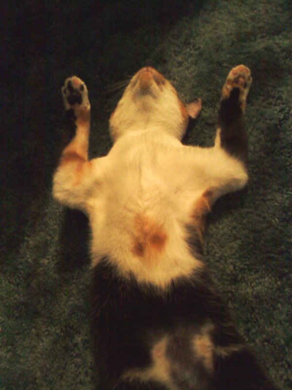 Snicks sleeps in the funniest positions!