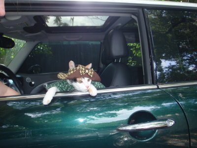 Smudge going for a ride