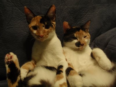 Snickers and Spot