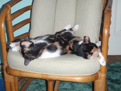 Spot and Snickers sleeping, awww