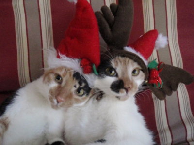 Snickers and Spot in holiday hats.