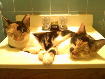Snicks and Spot in the sink, lol!